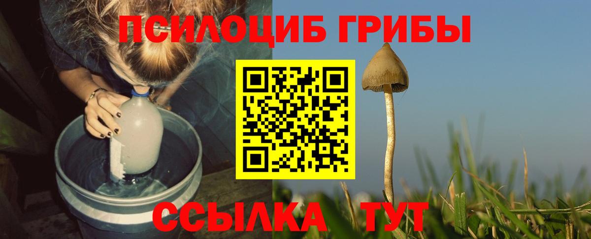 Псилоцибиновые грибы Psilocybine cubensis Всеволожск